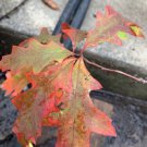 Exact plant 3-4 year old Northern Red Oak Quercus Rubra