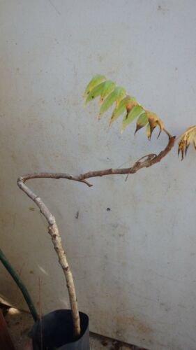 Tilia Cordata Lico, Dwarf Rooted Little Leaf Linden, 1 Year Old 