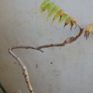 Staghorn sumac BONSAI 2 year old, Pink lemonade plant!!