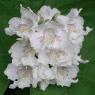 Catalpa speciosa , 2-3 year old stubby bonsai, Northern catalpa, Cigar tree