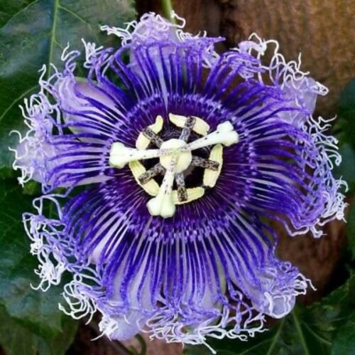Passion Flower 
