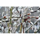 Giant White Pussy Willow (Salix chaenomeloides) 4"" Pot Size