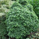 Tilia Cordata Lico, dwarf rooted little leaf Linden, 1 year old