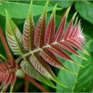 Tree of heaven 1-2 year old , rooted plant. (Ailanthus altissima)