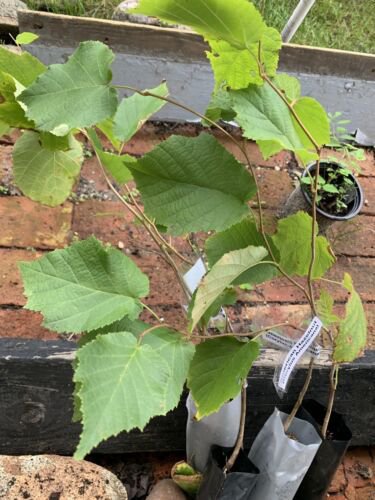 2 year old Hazelnut plant (Corylus Americana) 12-18 inches Tall