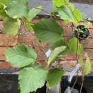 2 year old Hazelnut plant (Corylus Americana) 12-18 inches Tall