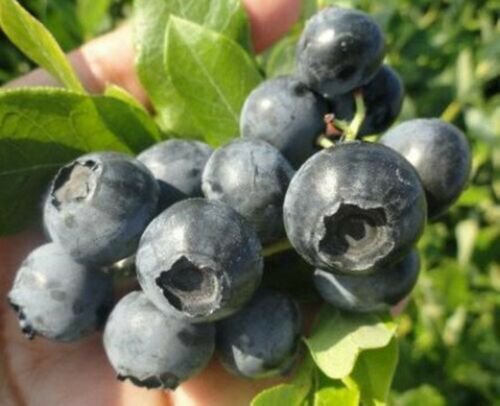Blueberry 