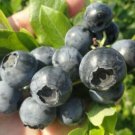 Blueberry 