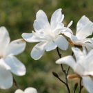 Magnolia Kobus Tree Japanese Kobushi 12-20