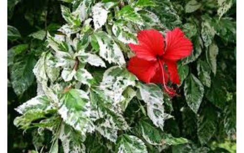 Variegated Pink Hibiscus (Hibiscus rosa sinensis hybrid) 4"" Pot Size
