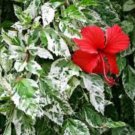 Variegated Pink Hibiscus (Hibiscus rosa sinensis hybrid) 4"" Pot Size