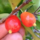 Australian Beach Cherry (Eugenia reinwardtiana) 2.5"" Container Size