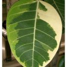 Ficus altissima variegata Asian Council Tree 4.5 inch pot size