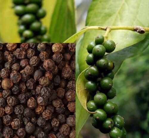 Black Pepper starter plant (Piper nigrum) 2.5