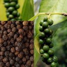 Black Pepper starter plant (Piper nigrum) 2.5