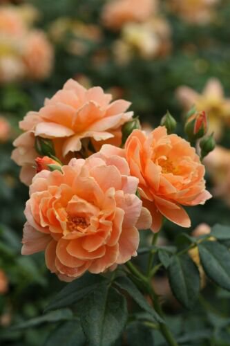 Rose At Last