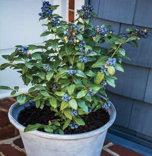 Blueberry 