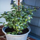 Blueberry 