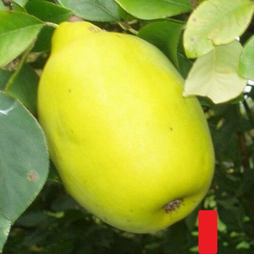 PSEUDOCYDONIA SINENSIS (Chineese Quince) , grafted plant 12-18 inches Bare root