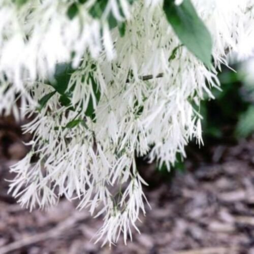 2 year old White Fringe Tree, Chionanthus Virginicus, sent bare root