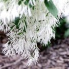 2 year old White Fringe Tree, Chionanthus Virginicus, sent bare root