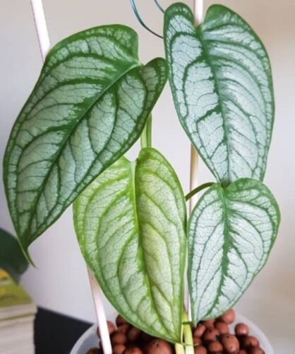Silver Monstera (Monstera siltepecana) Variegated 2.5 inch pot size