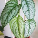 Silver Monstera (Monstera siltepecana) Variegated 2.5 inch pot size