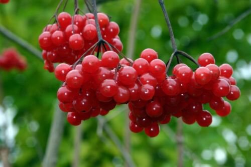 2-3 year old Highbush Cranberry plant, Viburnum opulus, 25-36 inches tall Kalina