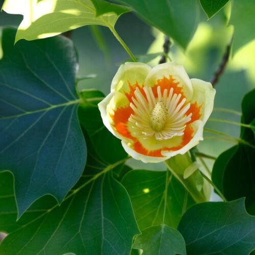 2-3 year old plant Tulip Poplar tree, Liriodendron tulipifera