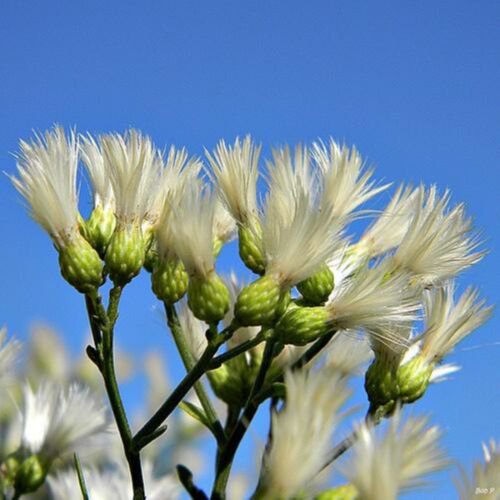 BACCHARIS HALIMIFOLIA - Groundsel tree, 2-3 year old plant, Bare root