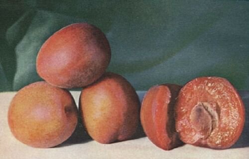 Burbank Plumcot, grafted 1 year old tree, 6-10 inches tall