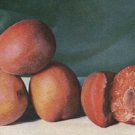 Burbank Plumcot, grafted 1 year old tree, 6-10 inches tall