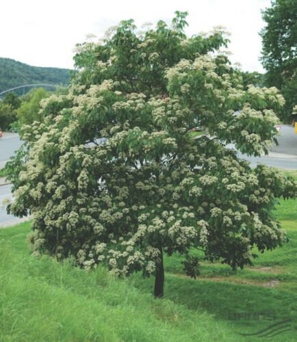 Bee Bee Tree (Tetradium daniellii) 2.5