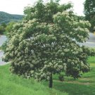 Bee Bee Tree (Tetradium daniellii) 2.5
