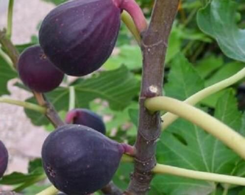 Fig 