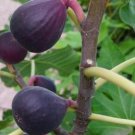 Fig 