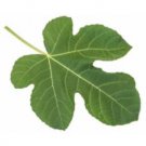 Fig 