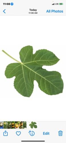 Fig 