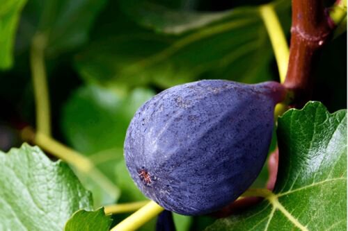 Fig 