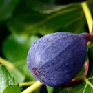 Fig 