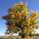 Cottonwood Tree, 2-3 year old healthy plant, Populus Fremontii