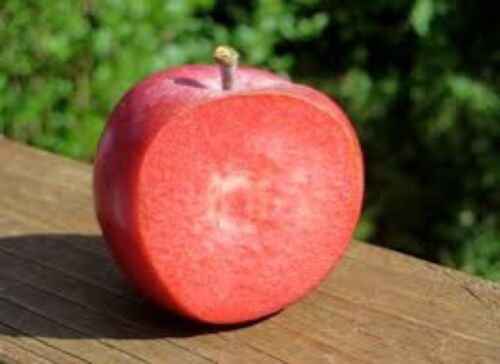 Apple tree 