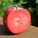Apple tree 