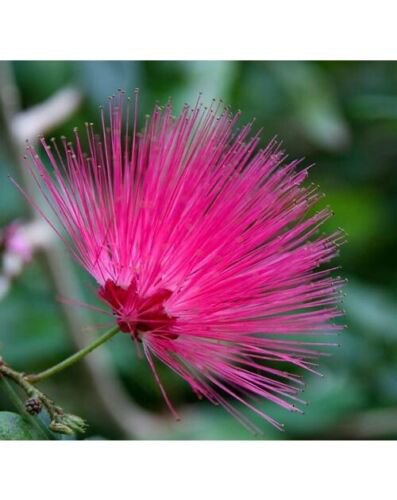Calliandra emarginata 