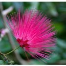 Calliandra emarginata 