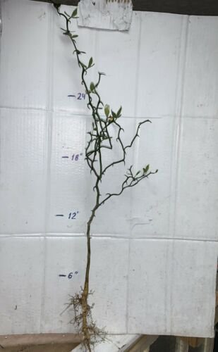 Poncirus trifoliata ""Flying Dragon"" 3 year old seedling sent bare root