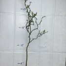 Poncirus trifoliata ""Flying Dragon"" 3 year old seedling sent bare root