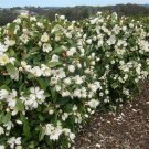 Fairy Magnolia