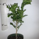 Chinese Perfume Plant (Aglaia odorata) 4"" Pot Size