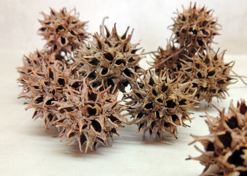 Exact plant Sweetgum (Liquidambar styraciflua), 3 year old